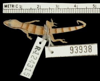 Media type: image;   Herpetology R-124315
